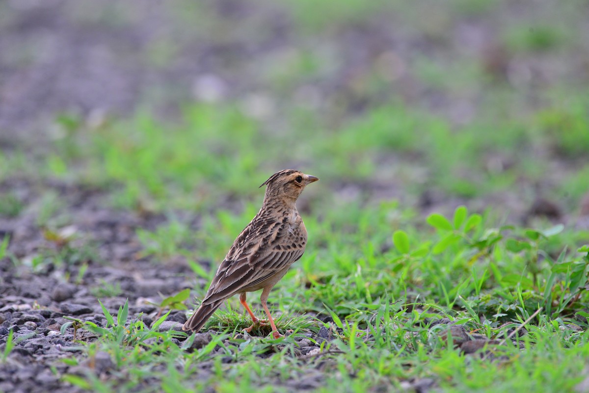 Tawny Lark - ML638139003