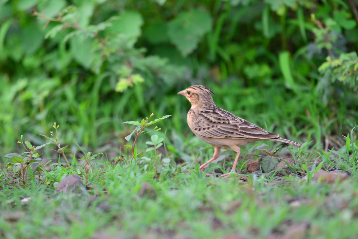 Tawny Lark - ML638139004
