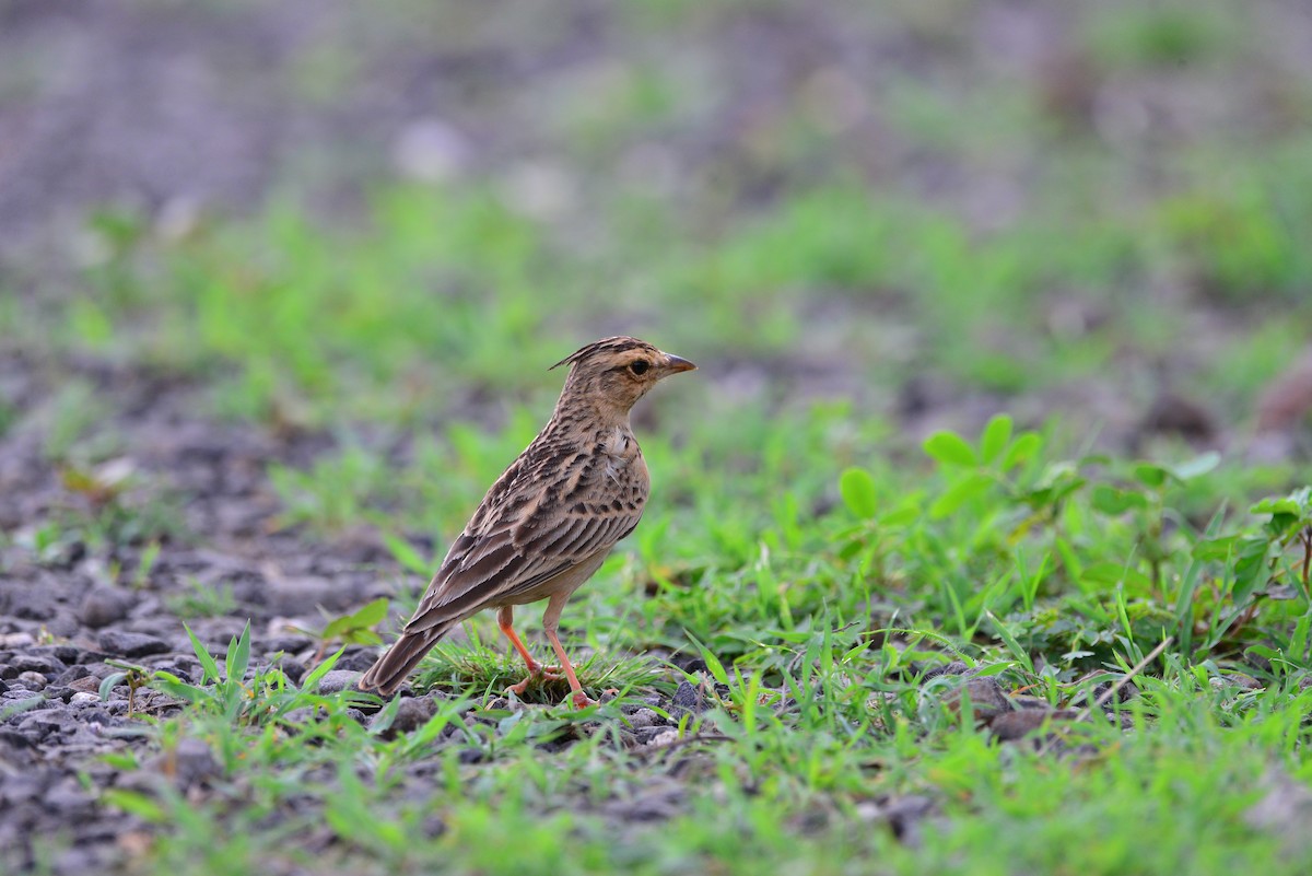 Tawny Lark - ML638139005