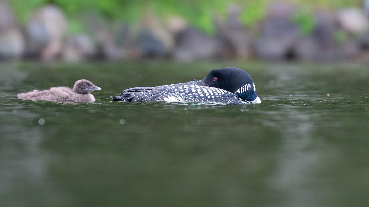 Common Loon - ML638139016