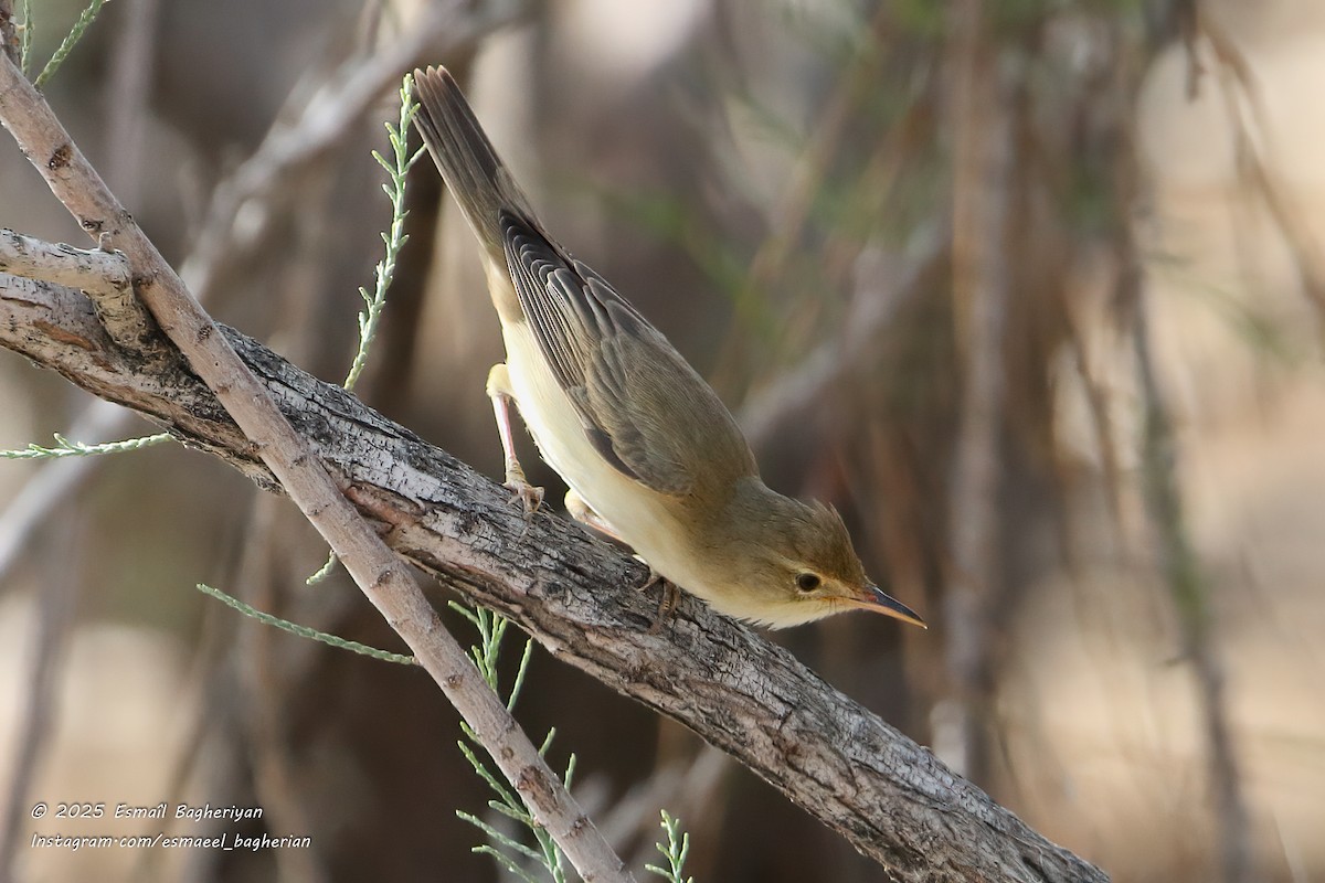 Marsh Warbler - ML638139021
