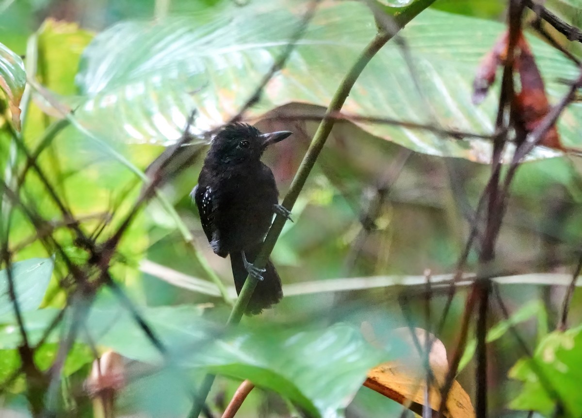 Black-hooded Antshrike - ML638139042