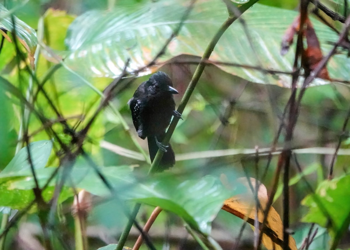 Black-hooded Antshrike - ML638139047