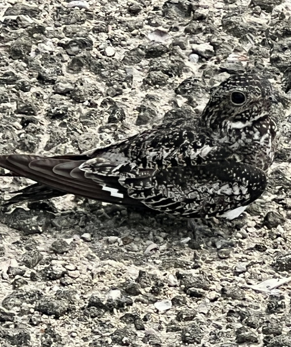 Antillean Nighthawk - ML638139049