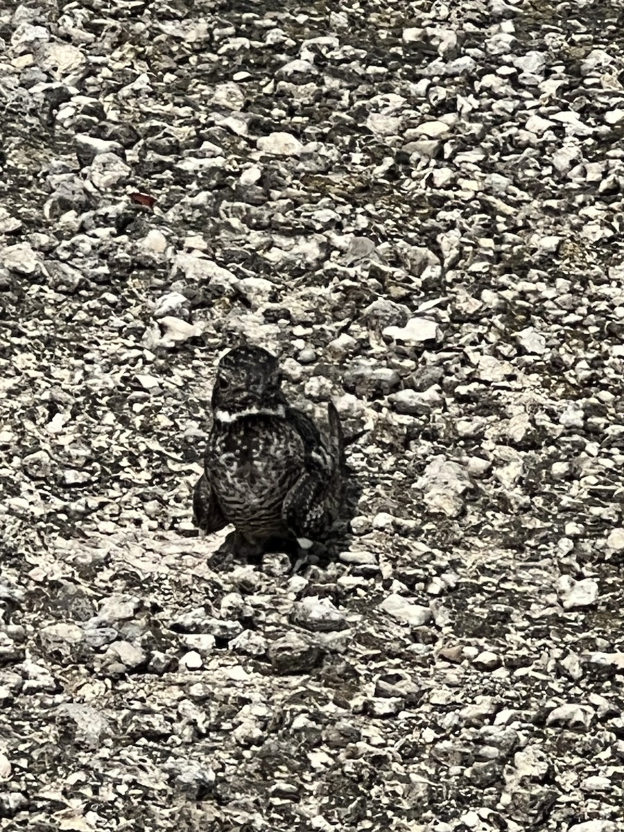 Antillean Nighthawk - ML638139050