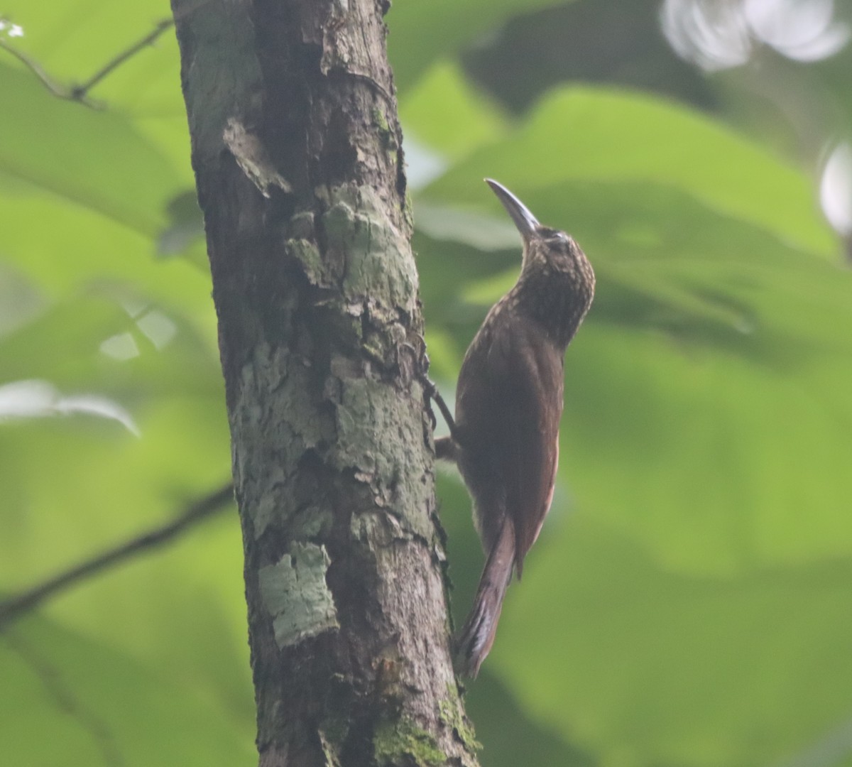 Cocoa Woodcreeper - ML638139058