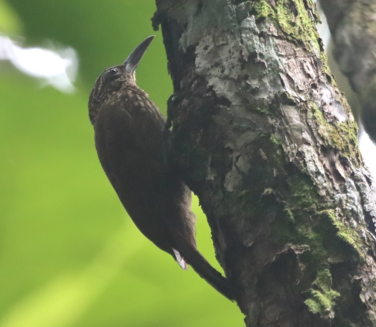 Cocoa Woodcreeper - ML638139059