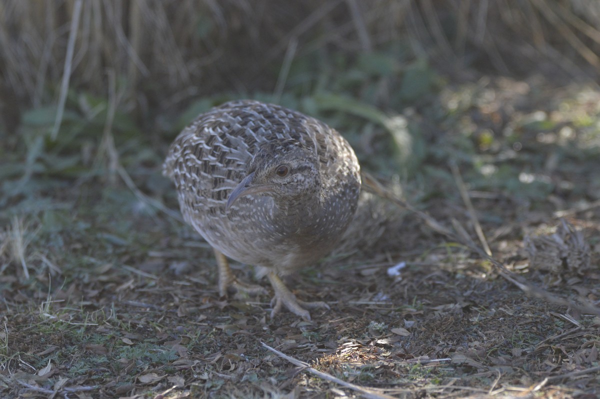 Andean Tinamou - ML638139074