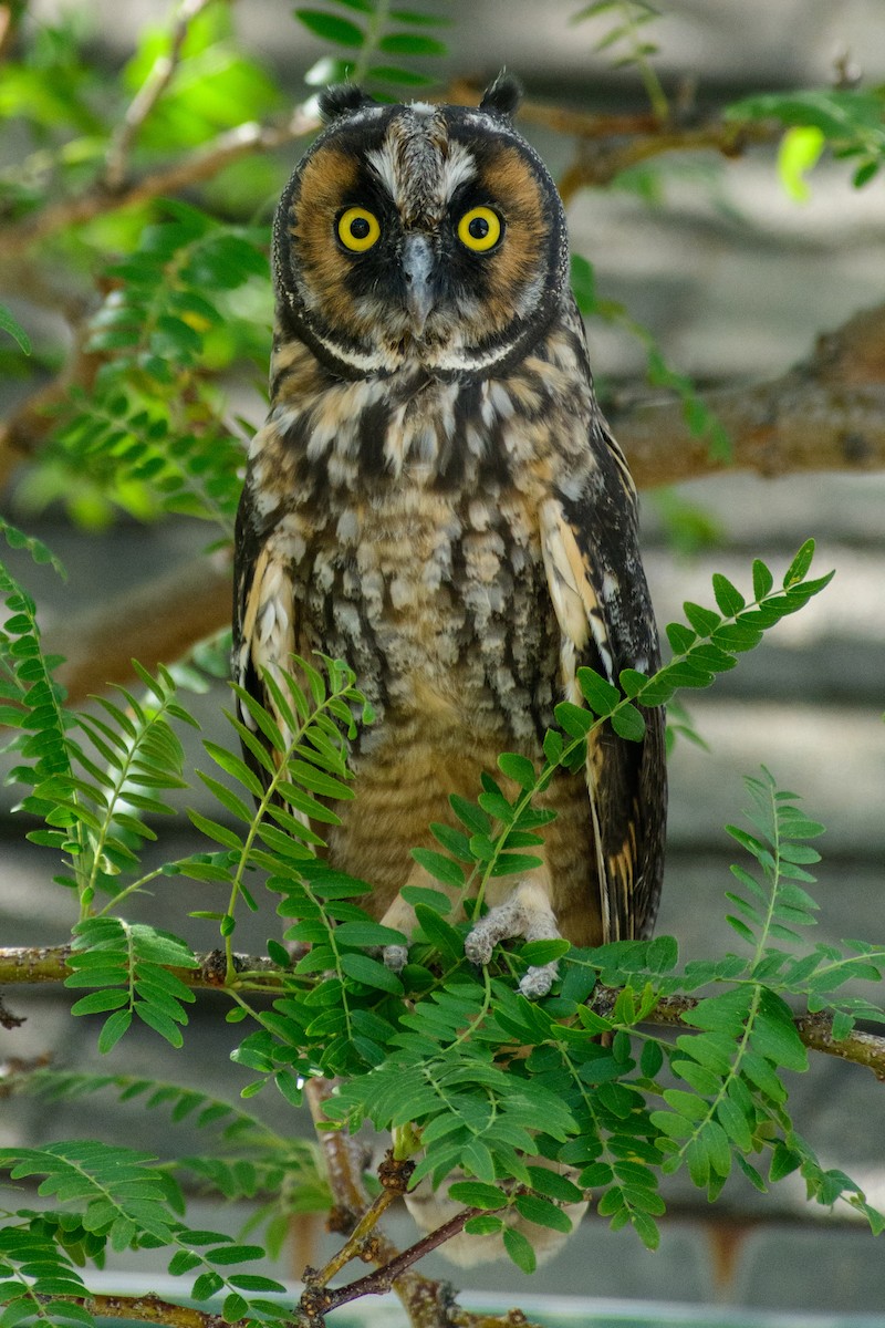 Long-eared Owl - ML638139099