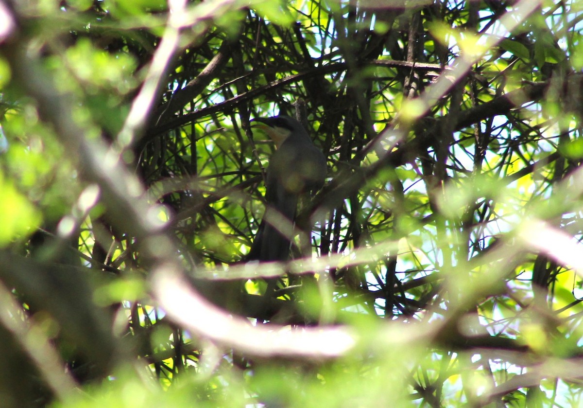 Mangrove Cuckoo - ML638139106