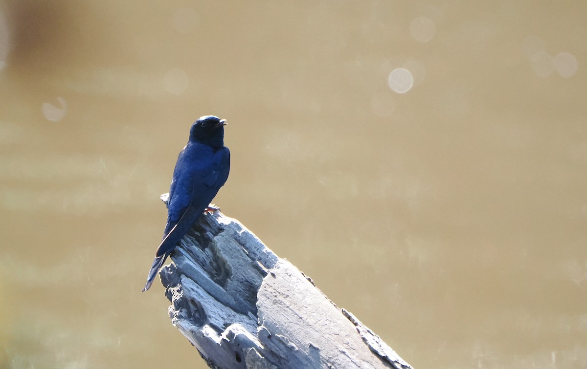 White-banded Swallow - ML638139107