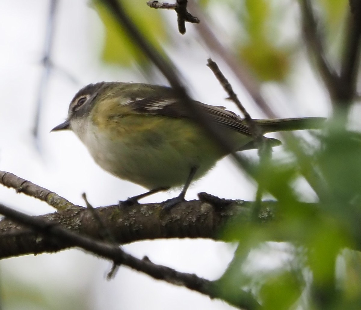 Graukopfvireo - ML638139112