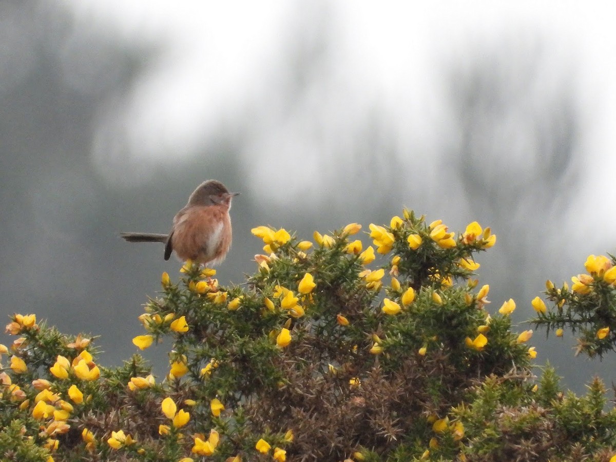 Dartford Warbler - ML638139141