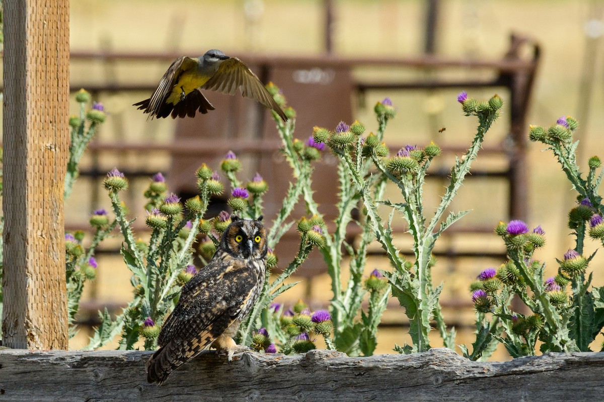 Western Kingbird - ML638139143