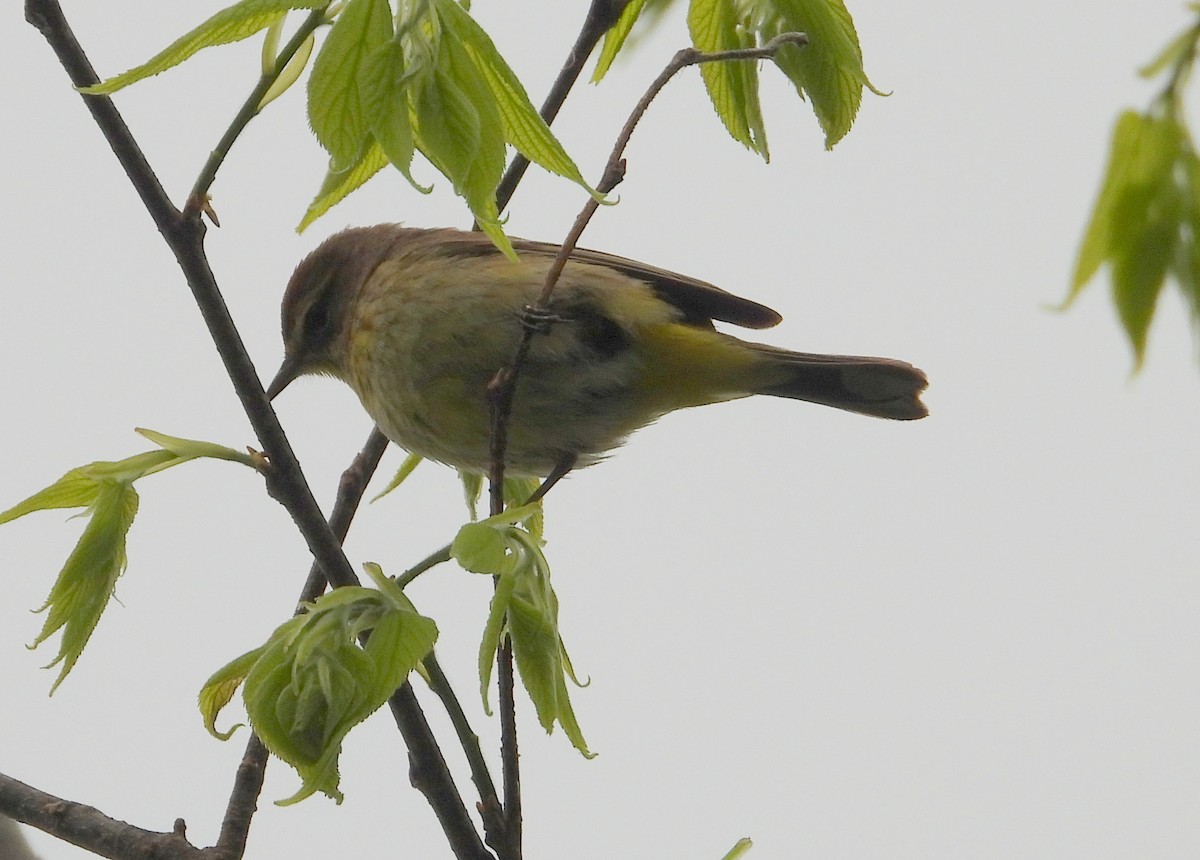 Palm Warbler - ML638139162