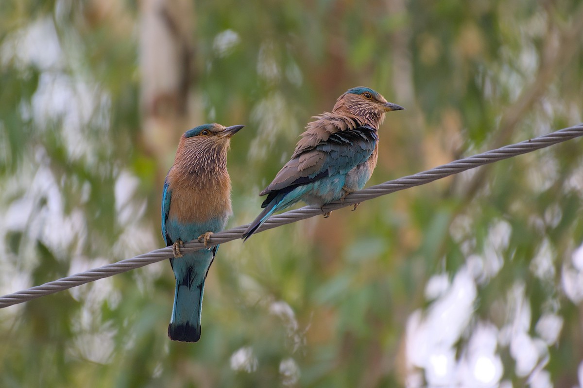 Indian Roller - ML638139164