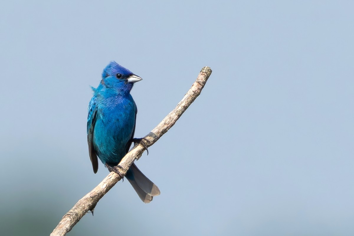 Indigo Bunting - ML638139165