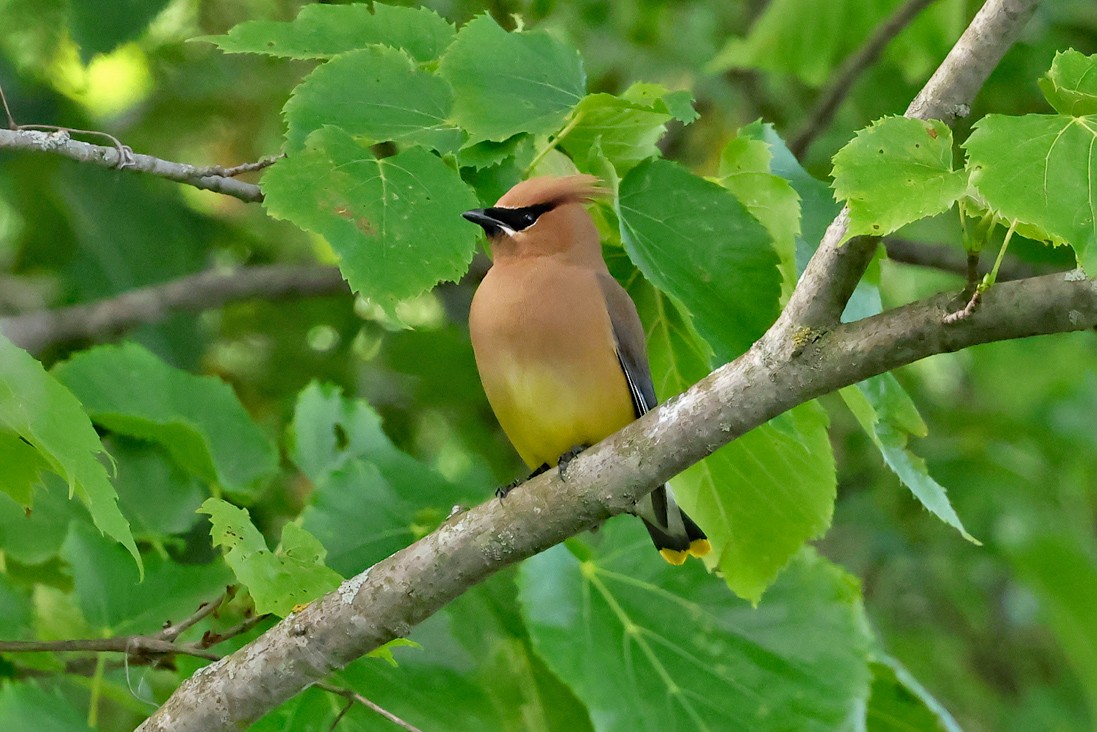Cedar Waxwing - ML638139166