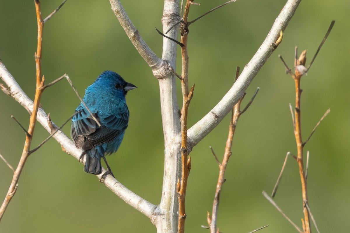 Indigo Bunting - ML638139167