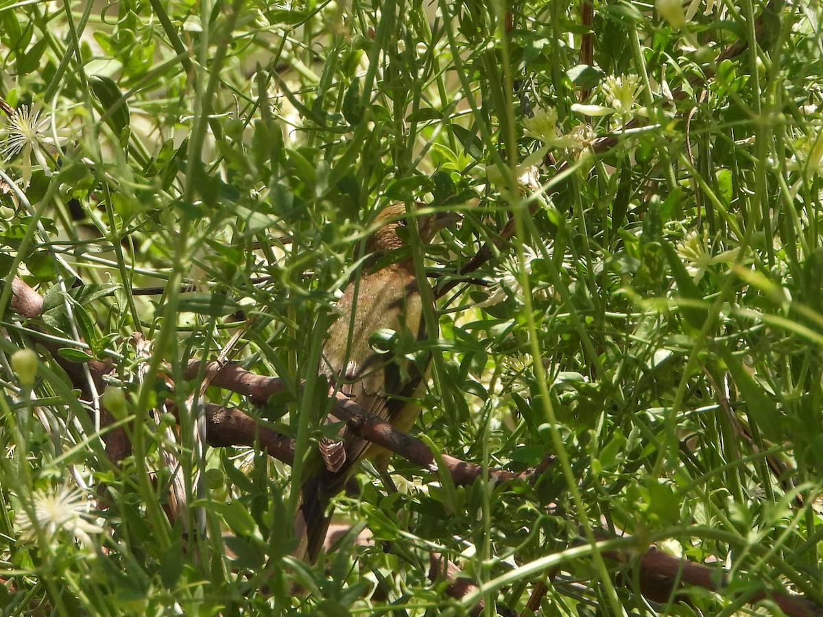 Painted Bunting - ML638139168