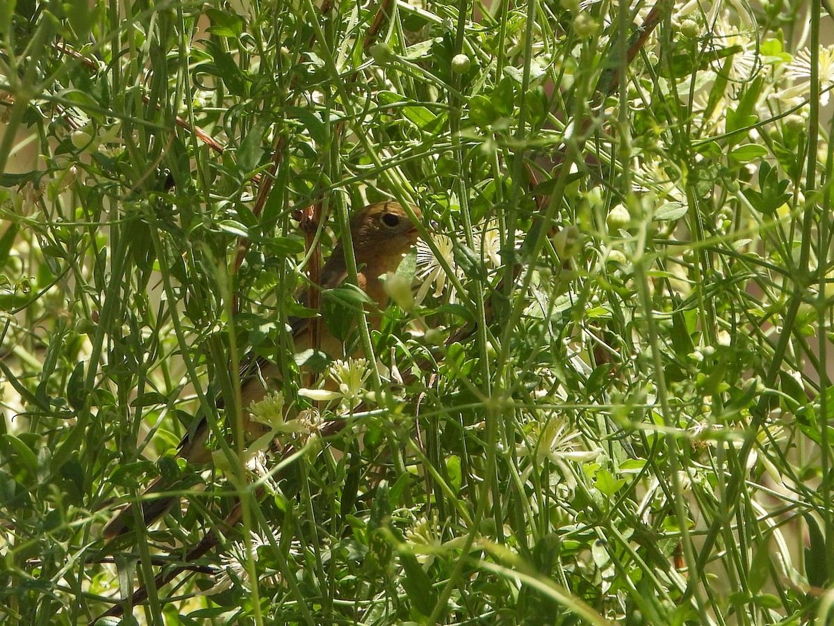 Painted Bunting - ML638139170