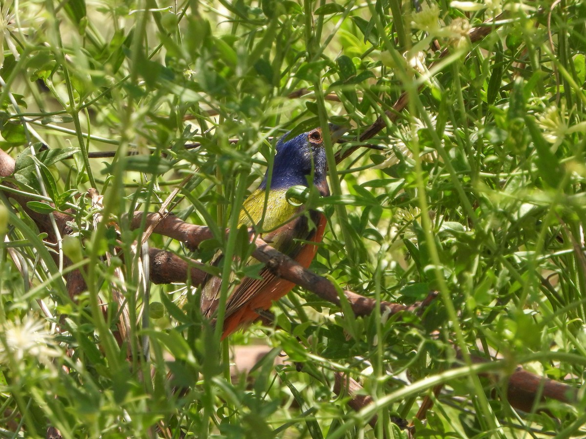 Painted Bunting - ML638139171