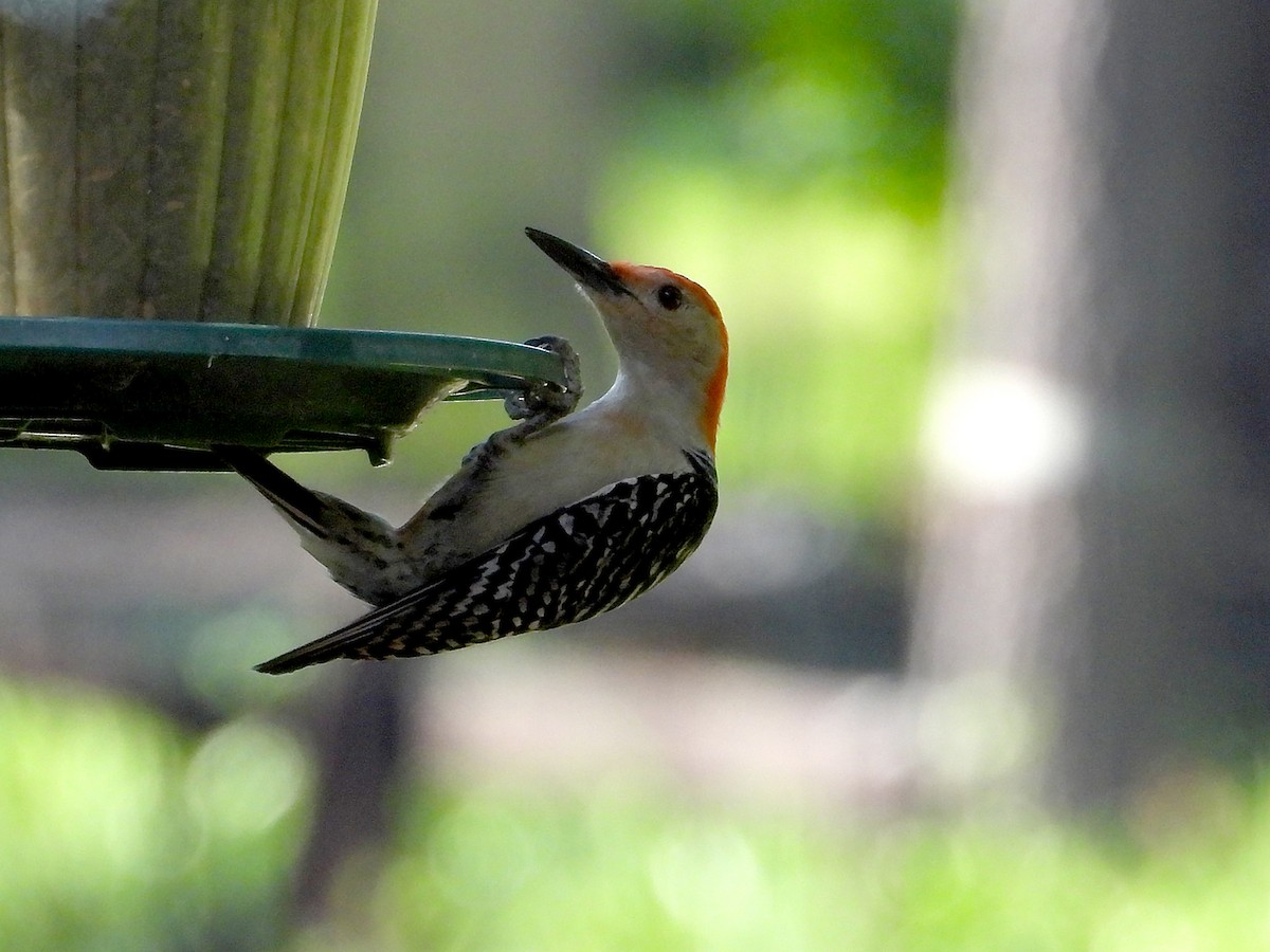 Red-bellied Woodpecker - ML638139172