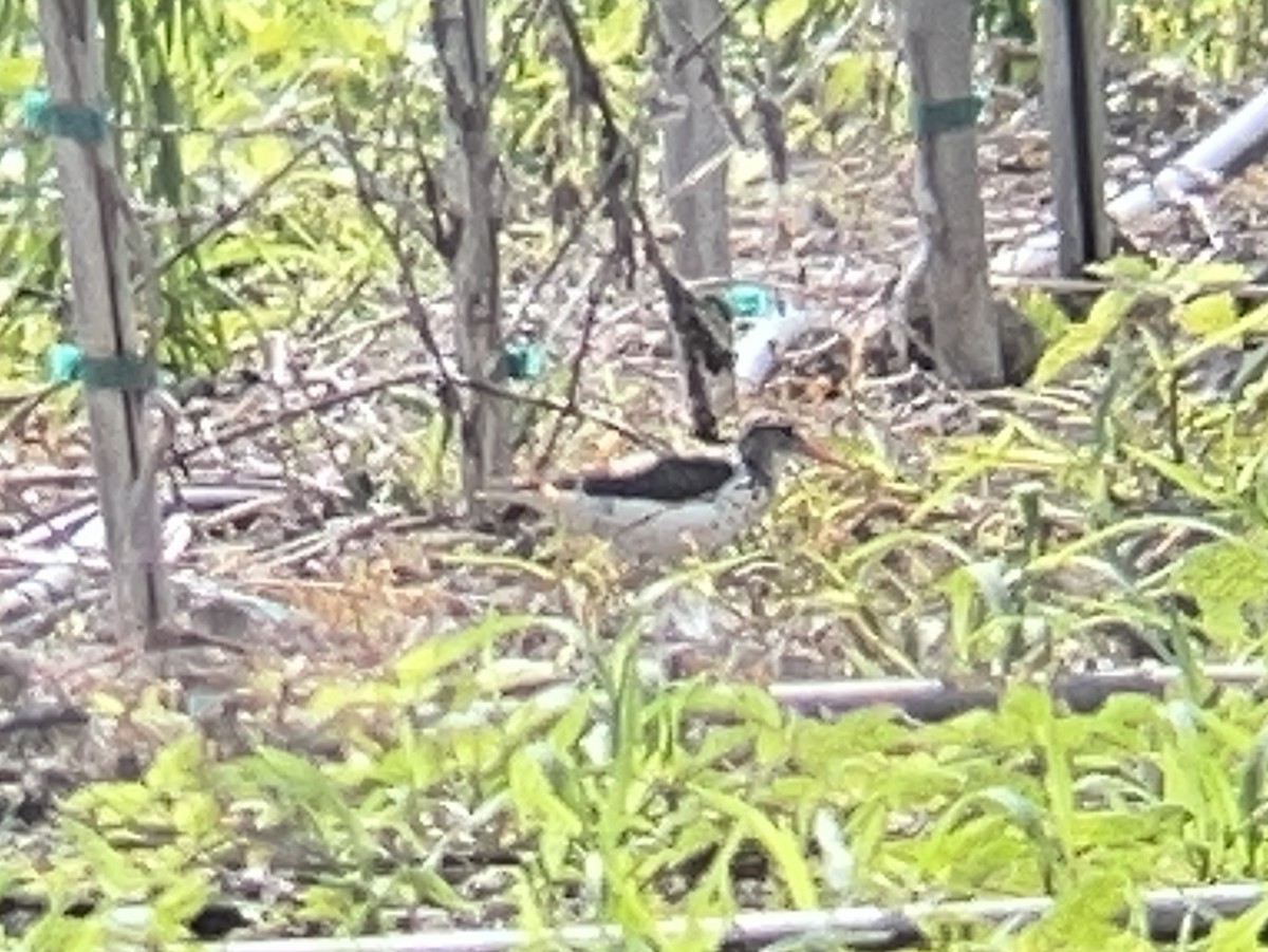 Spotted Sandpiper - ML638139174