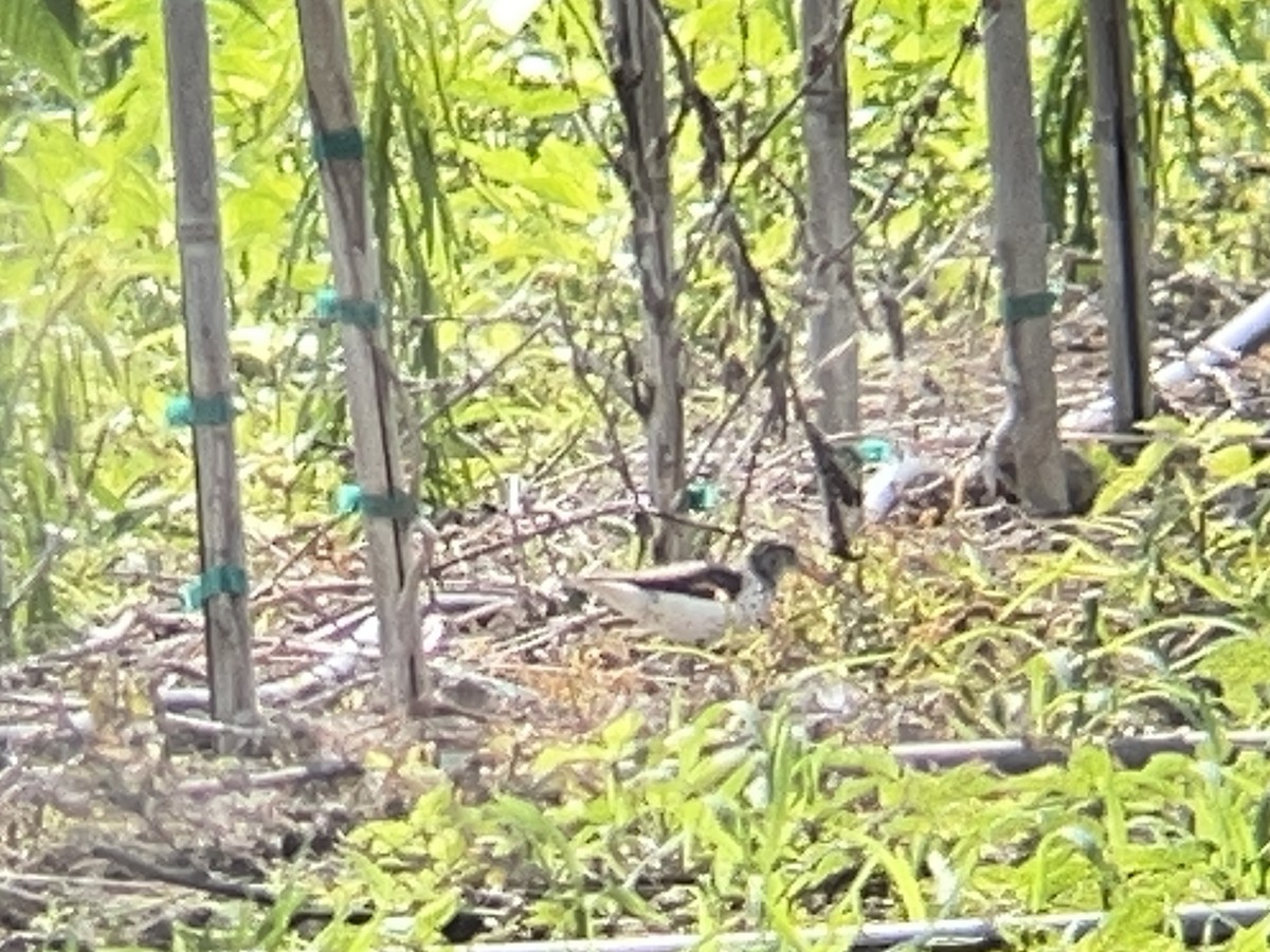 Spotted Sandpiper - ML638139175