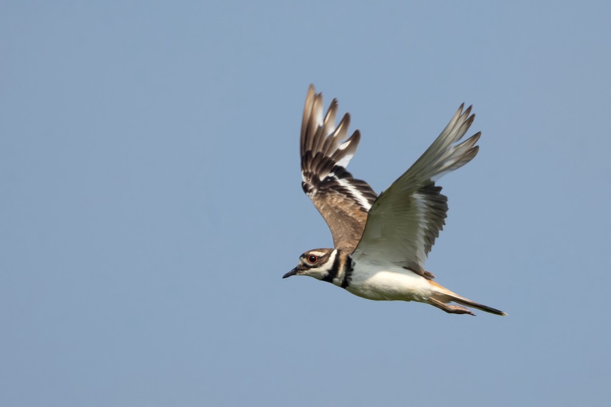 Killdeer - ML638139176
