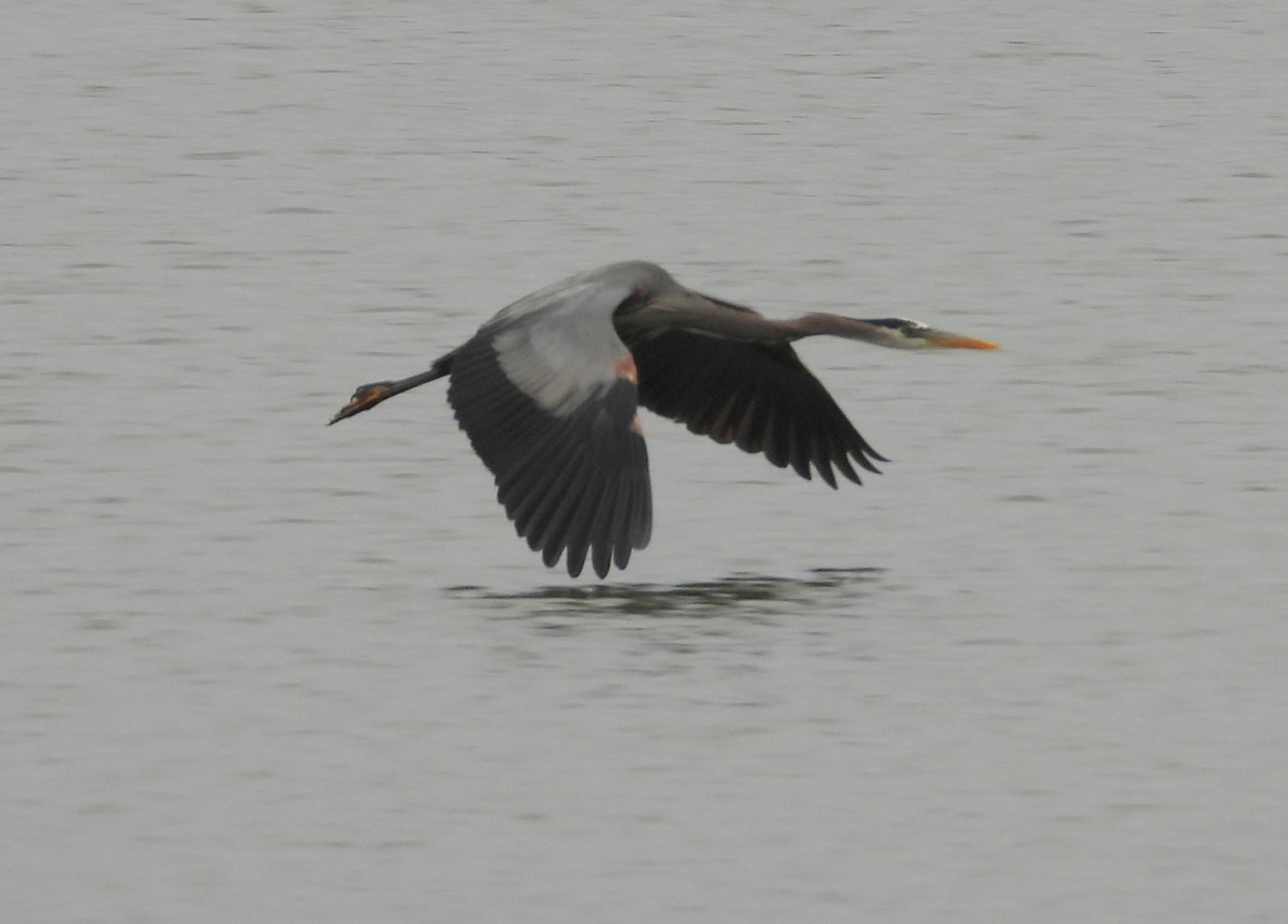 Great Blue Heron - ML638139178