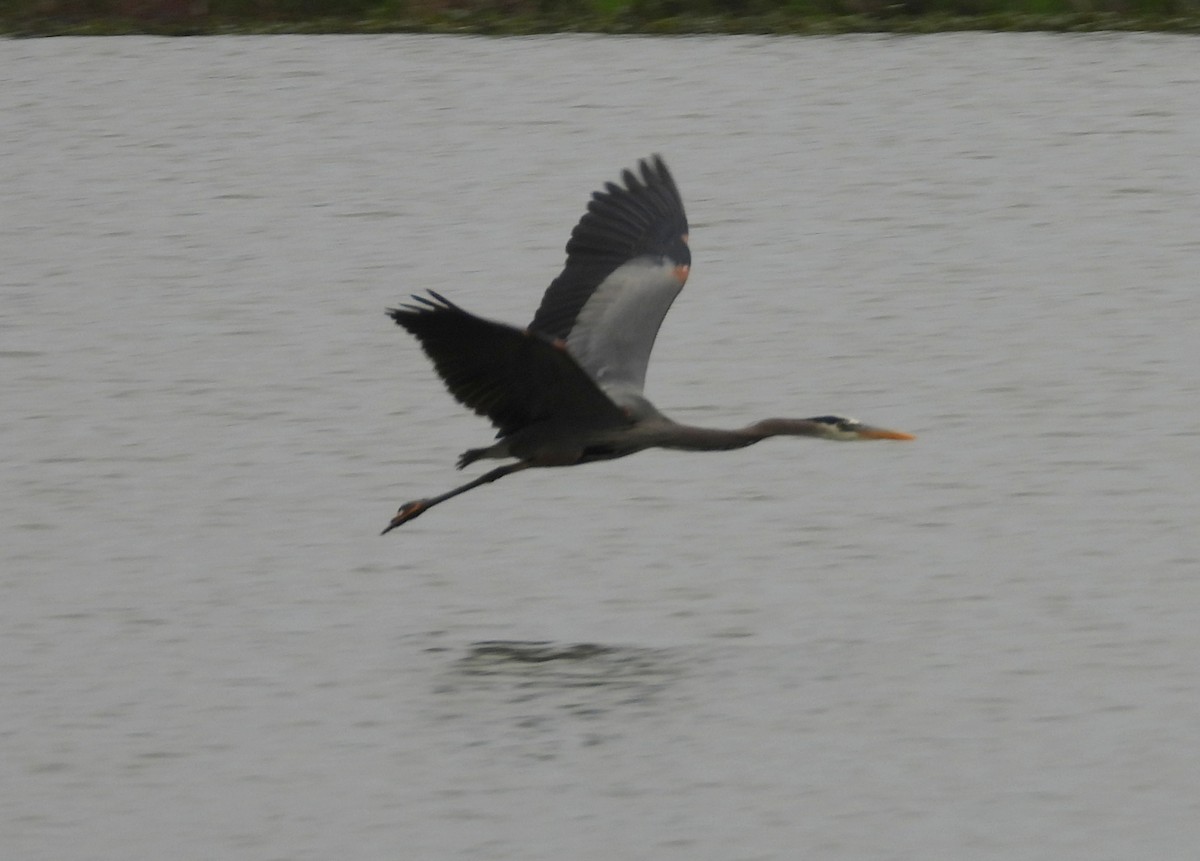 Great Blue Heron - ML638139179