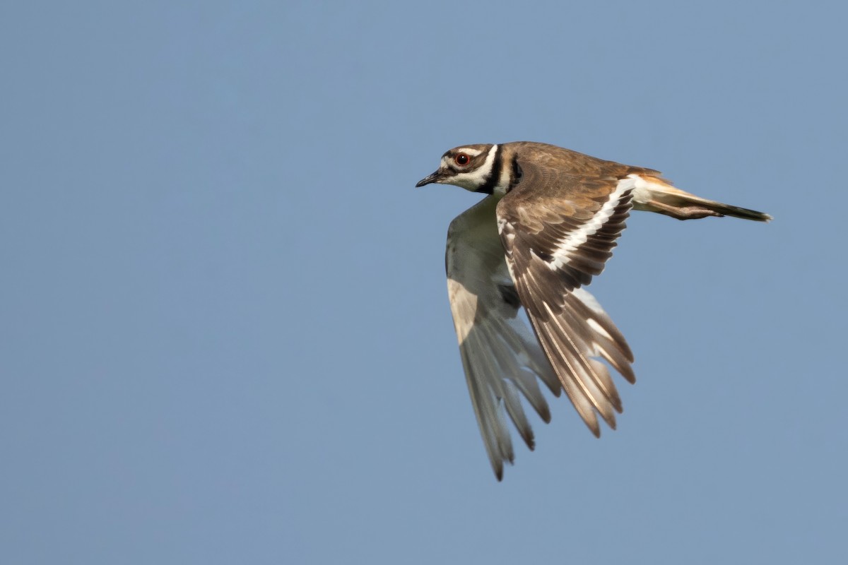 Killdeer - ML638139180