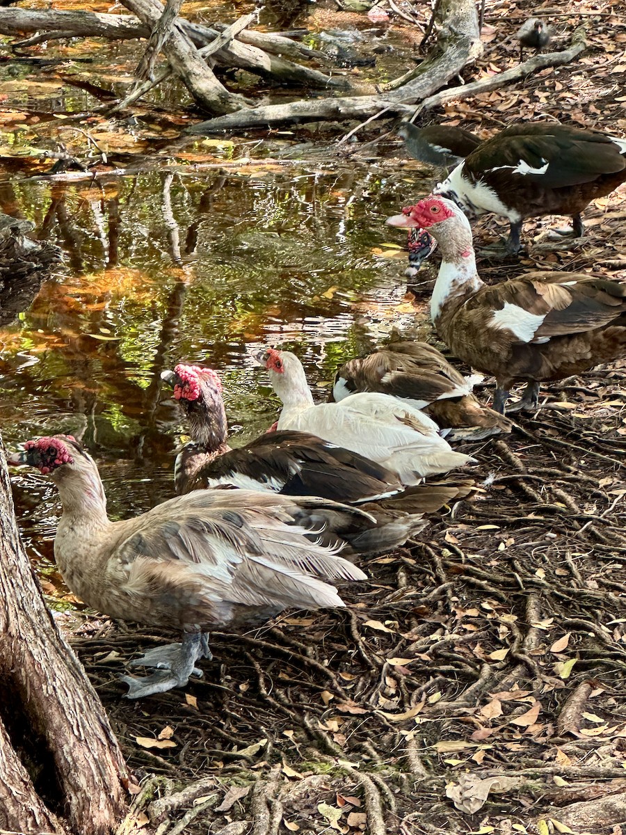 Muscovy Duck (Domestic type) - ML638139181