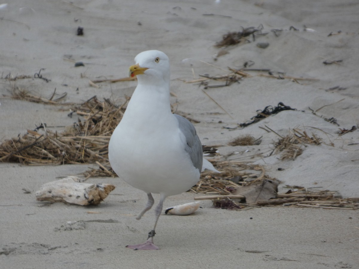 American Herring Gull - ML638139185