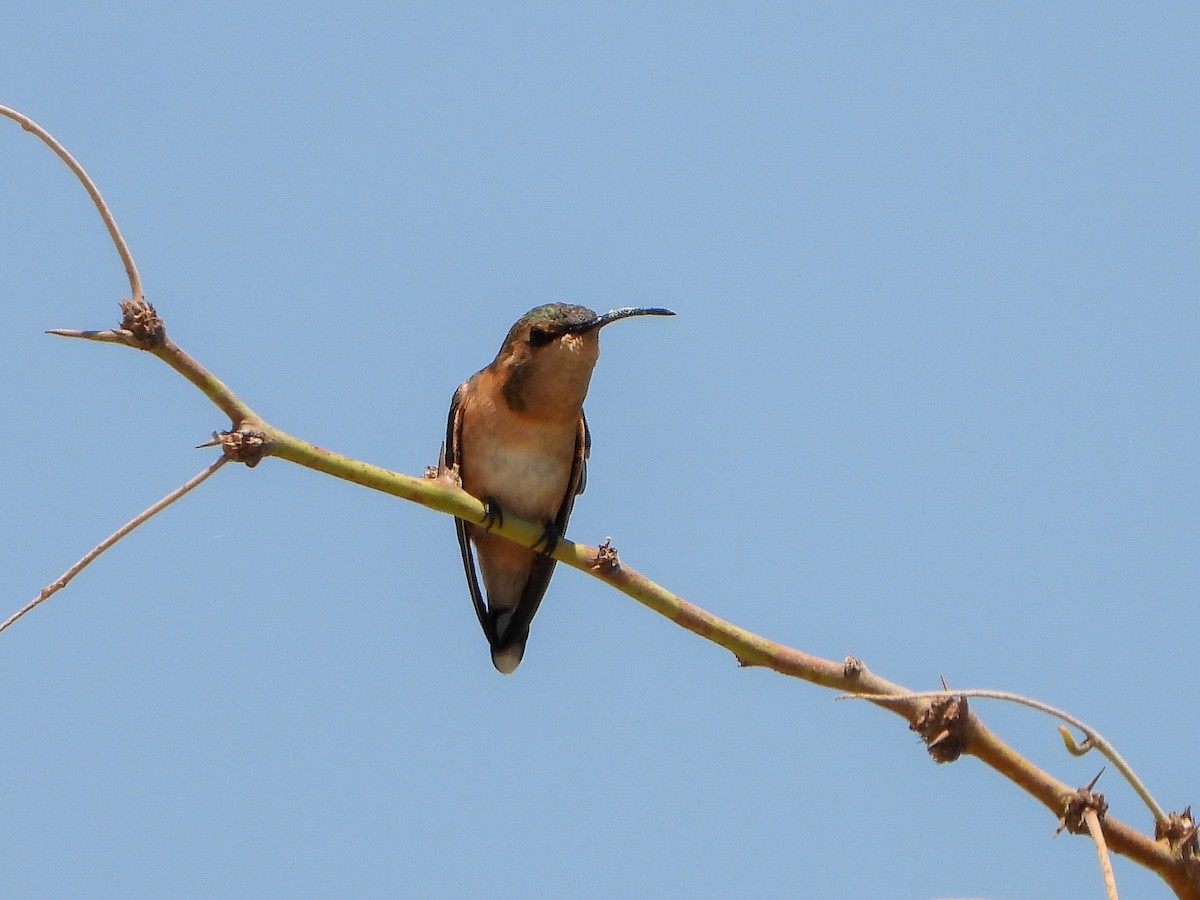 Lucifer Hummingbird - ML638139190