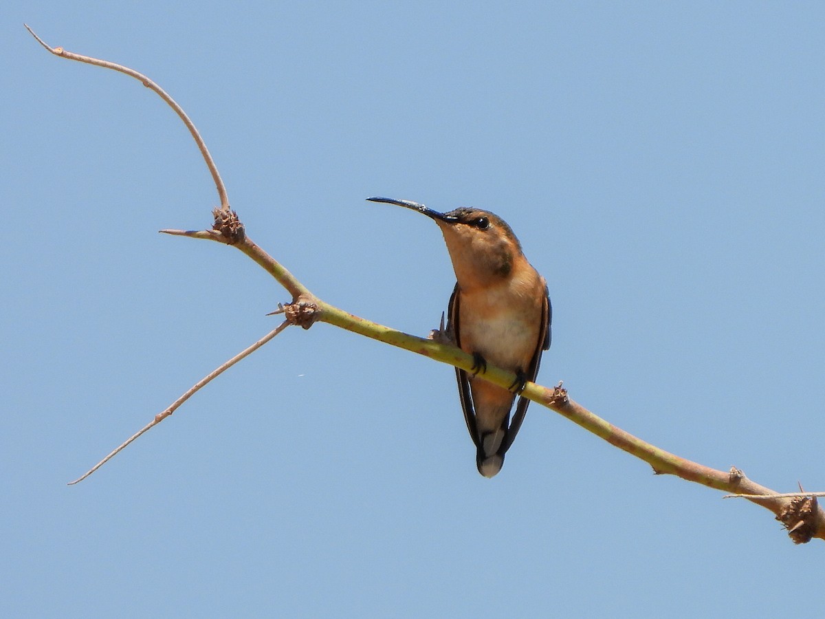 Lucifer Hummingbird - ML638139191