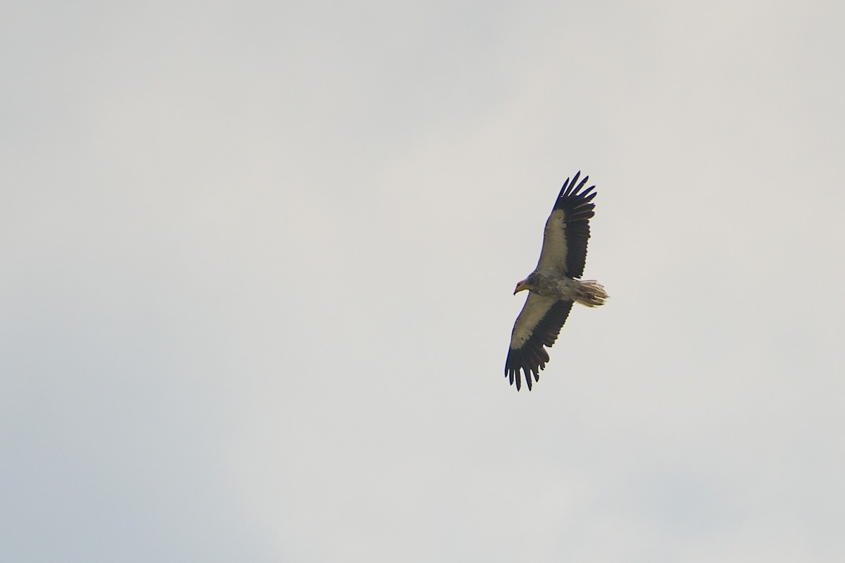 Egyptian Vulture - ML638139193