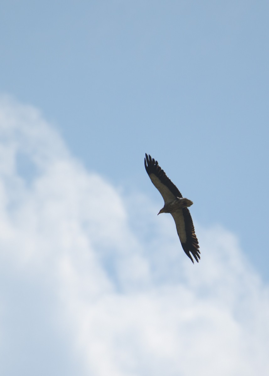 Egyptian Vulture - ML638139194