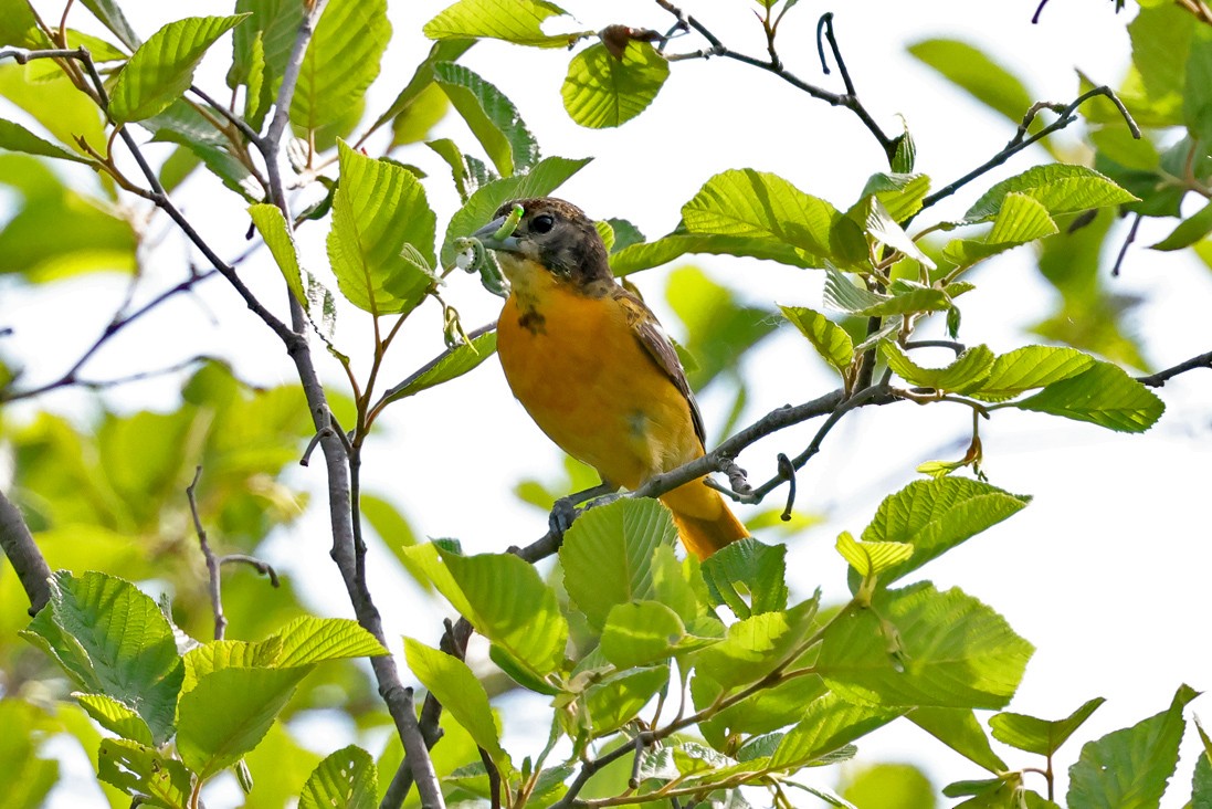 Baltimore Oriole - ML638139195