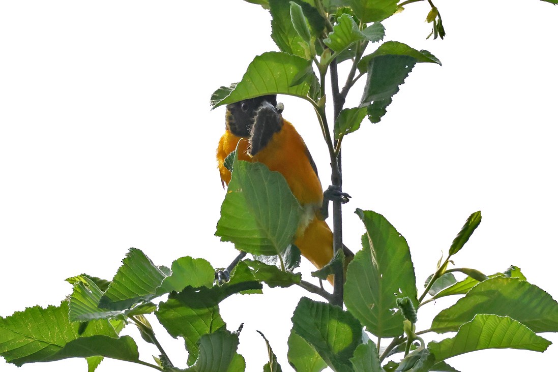 Baltimore Oriole - ML638139196