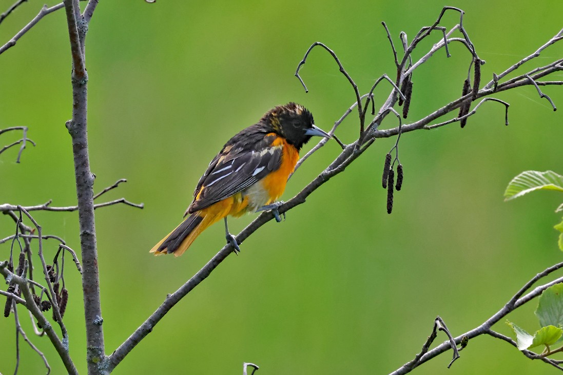 Baltimore Oriole - ML638139197