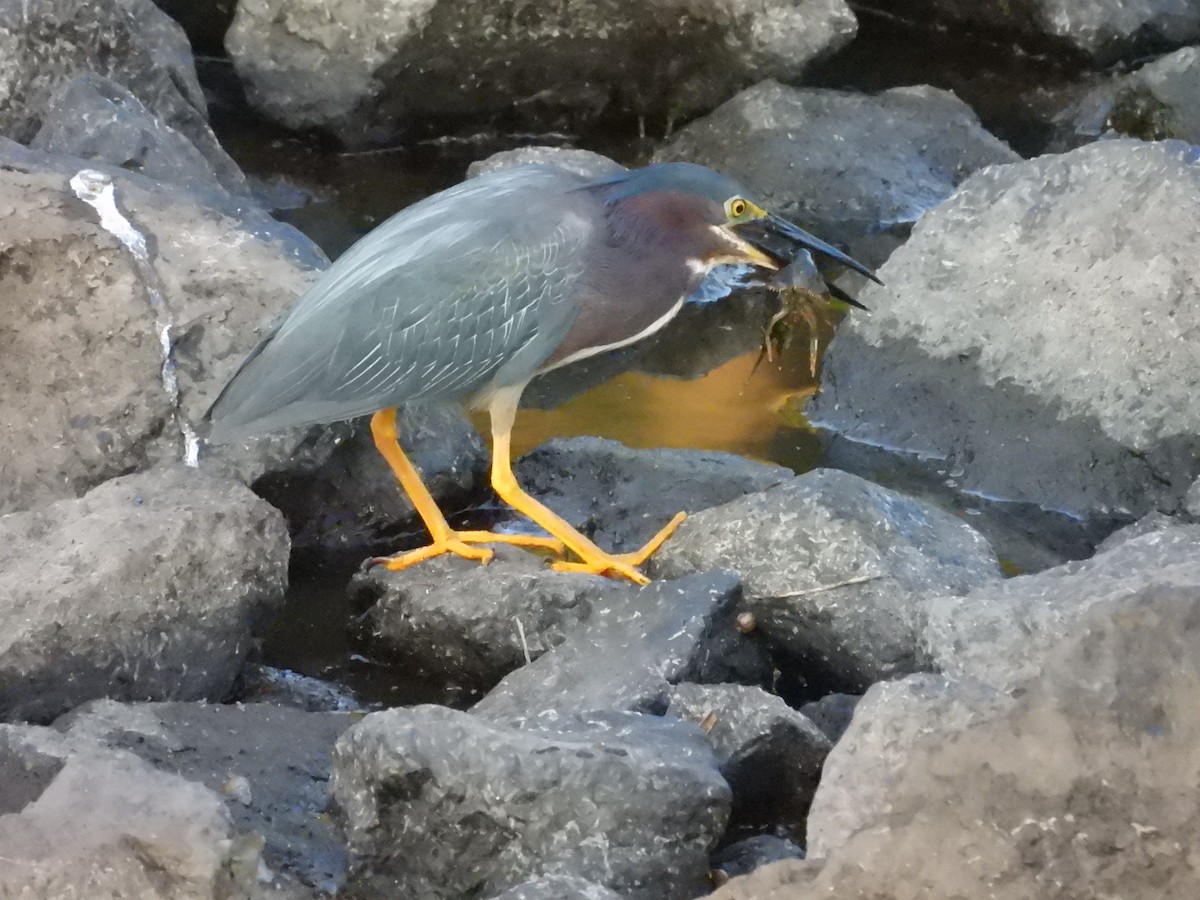 Green Heron - ML638139211