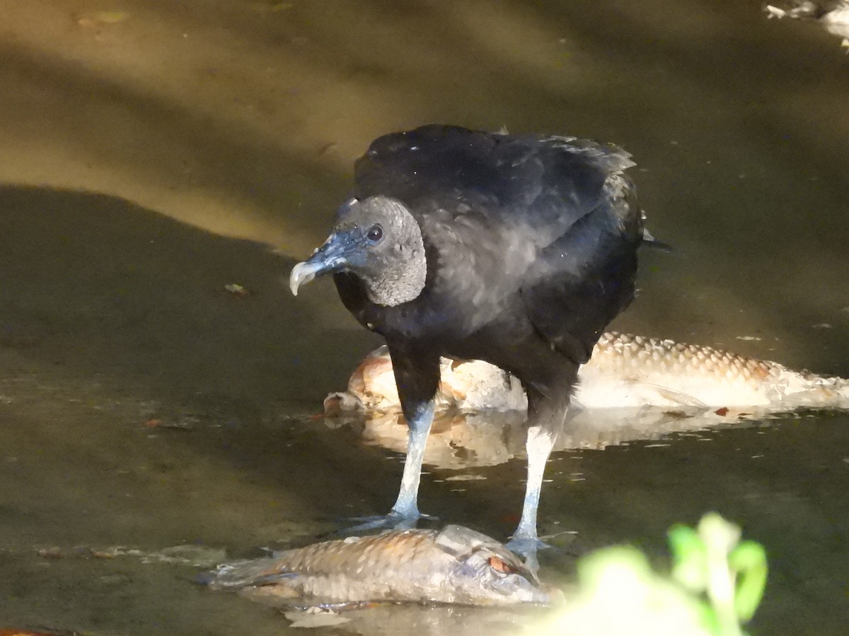 Black Vulture - ML638139228