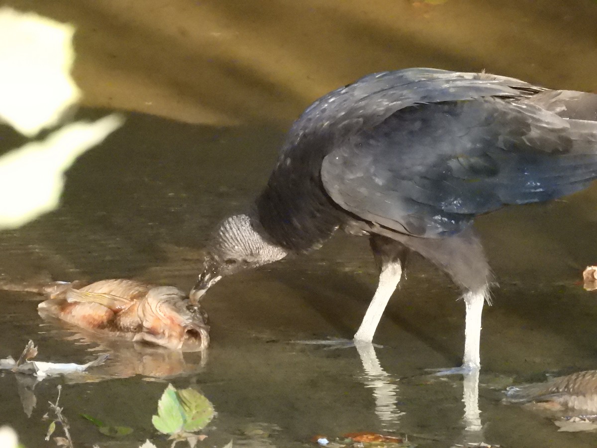 Black Vulture - ML638139237