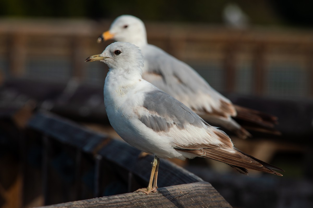 Short-billed Gull - ML638139238