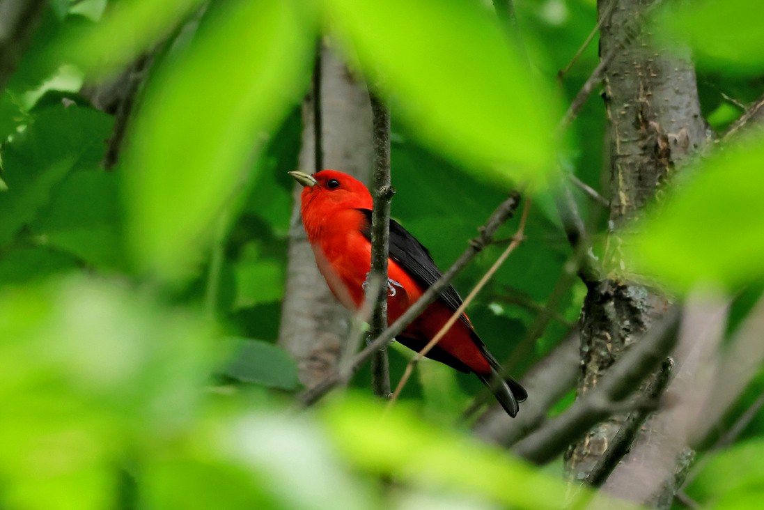 Scarlet Tanager - ML638139242