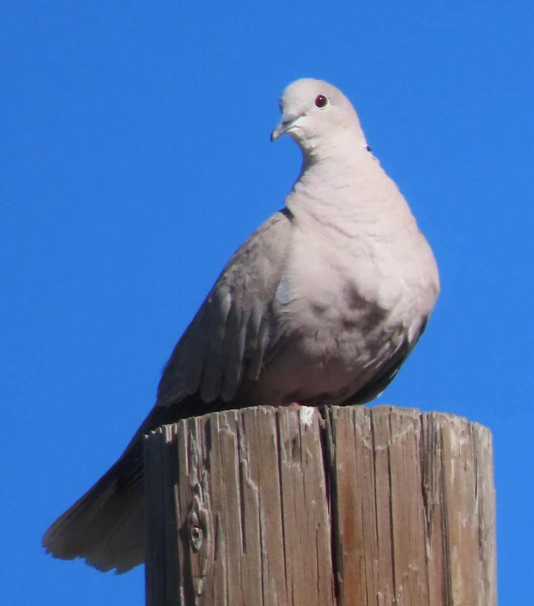 Eurasian Collared-Dove - ML638139243