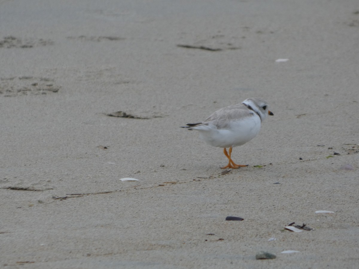 Piping Plover - ML638139244