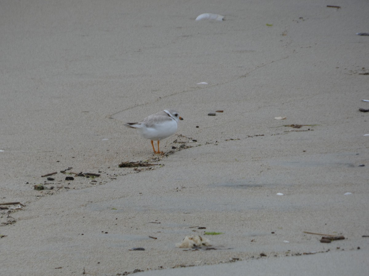 Piping Plover - ML638139245